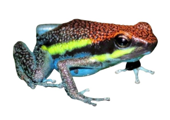A brightly colored poison dart frog