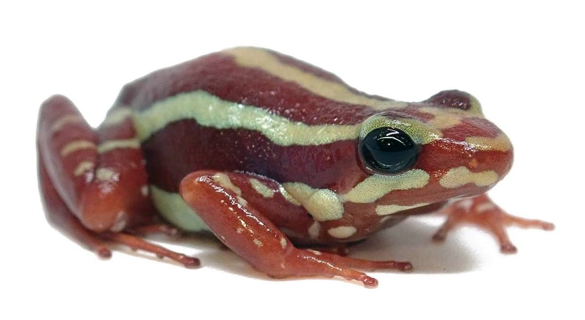 Epipedobates anthonyi poison frog used as a reference for pipeline development