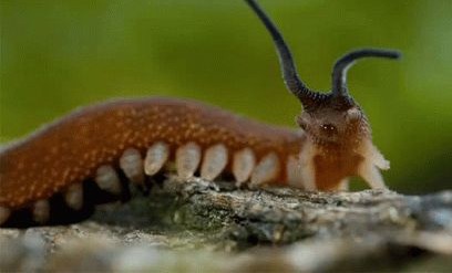 A velvet worm on a mossy log