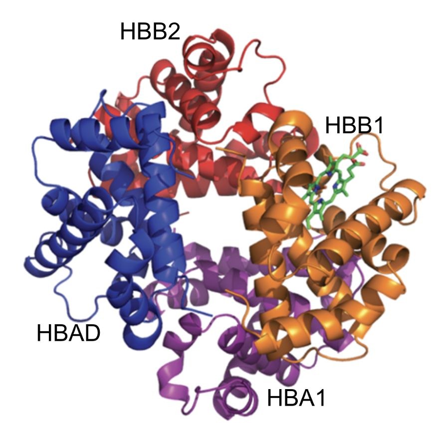 3D structure of a hemoglobin tetramer with labeled subunits