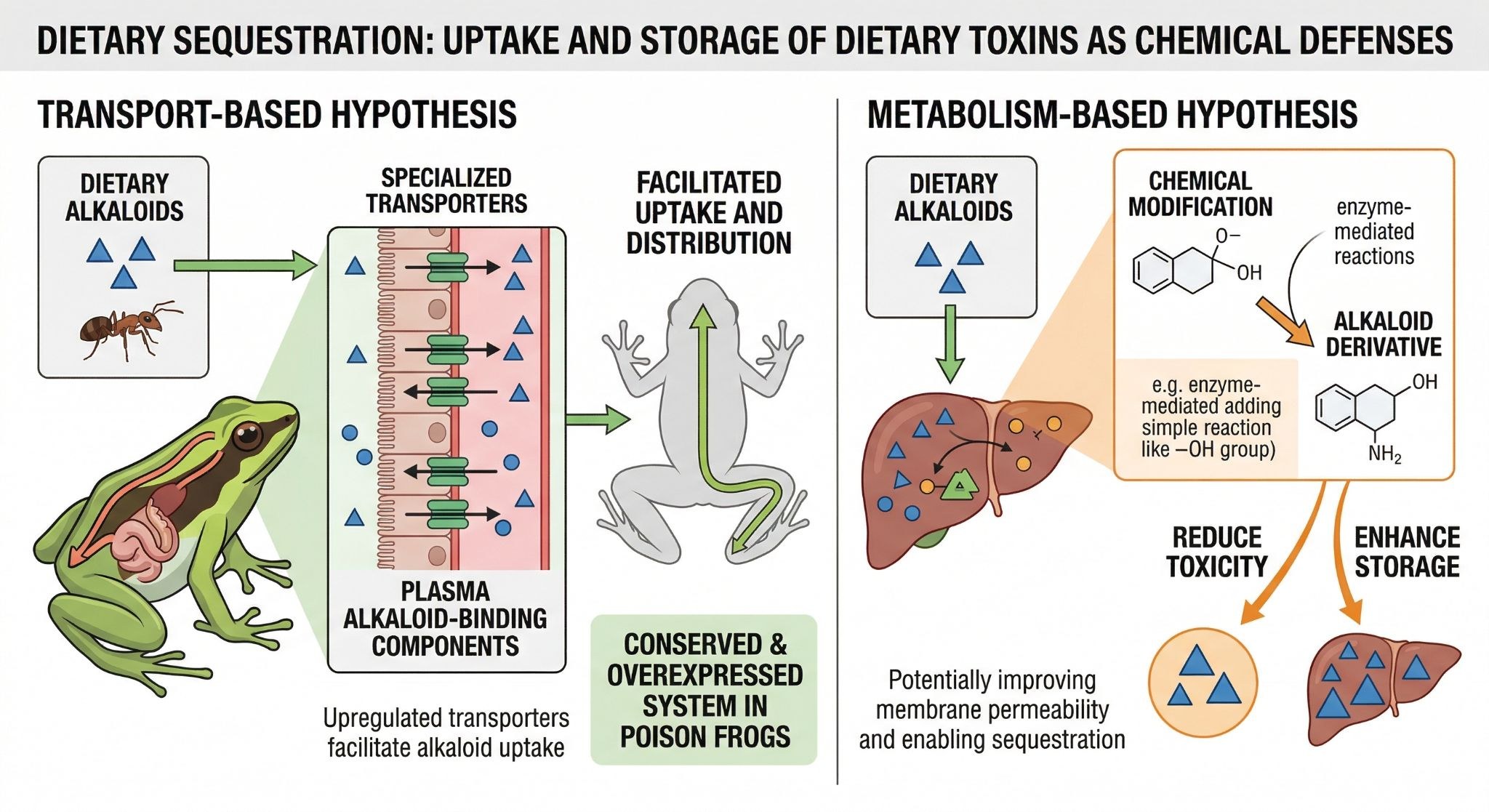 Diagram of transport- and metabolism-based hypotheses for dietary alkaloid sequestration